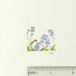 tiny forget me nots with ruler