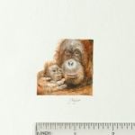 tiny orang utan and baby with ruler