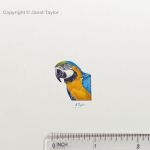 tiny parrot with ruler