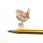 miniature wren on pencil