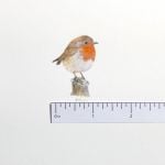 miniature robin with tape
