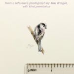 tiny longtailed tit with ruler Russ Bridges